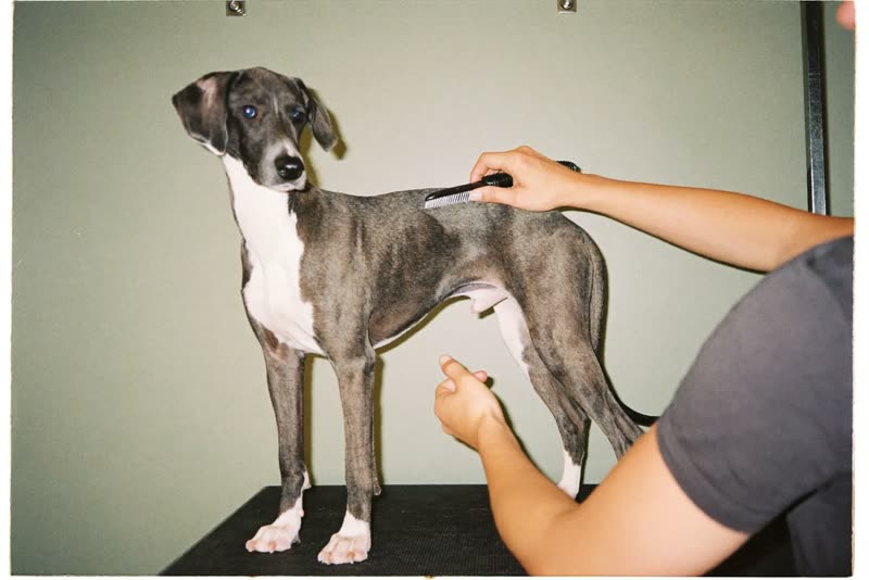 A dog standing on a grooming table being brushed