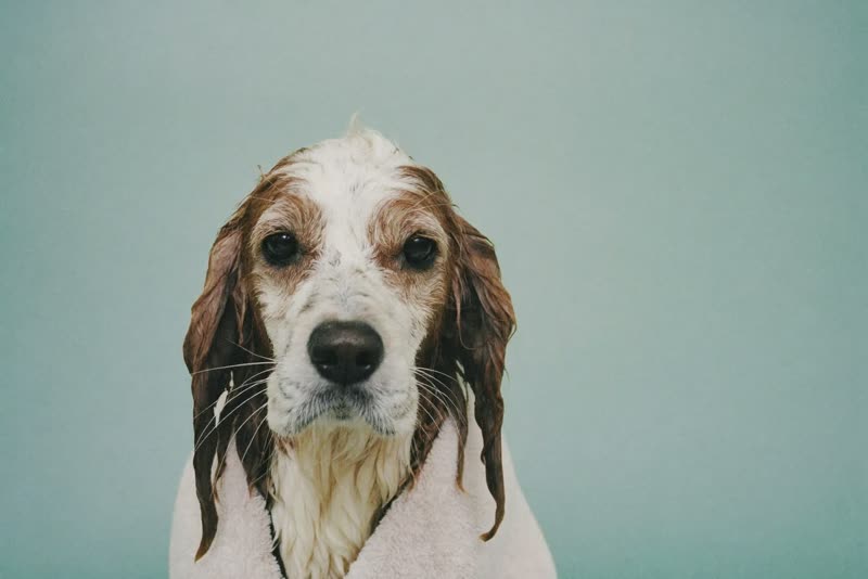A freshly bathed dog wrapped in a towel