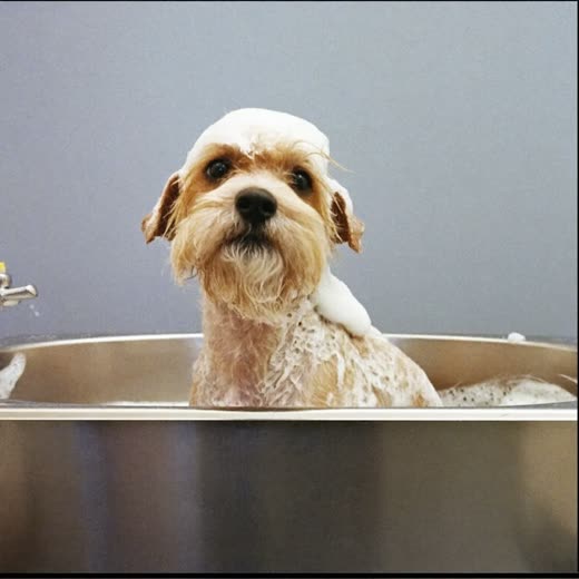 A small dog being bathed and lathered in a stainless steel grooming bath