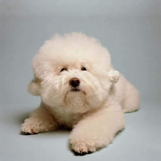 A fluffy dog with a freshly dried and brushed coat