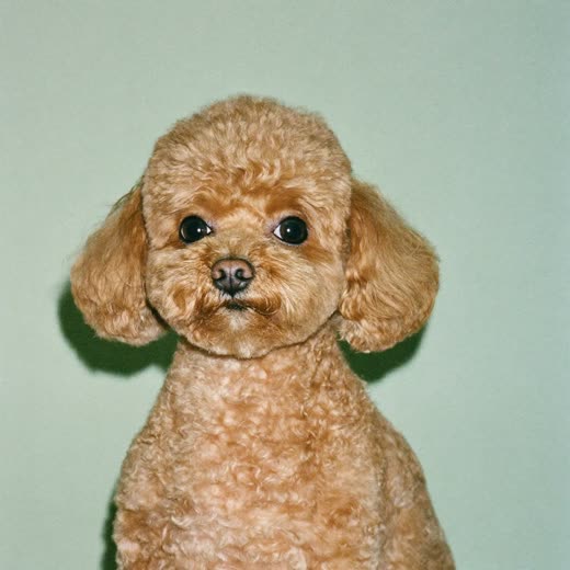 A small dog with a neat clipped and trimmed coat