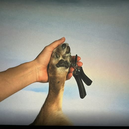 A dog's paw having its nails clipped
